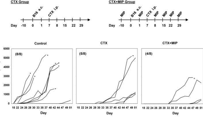 Figure 6. Antitumor activity of MIP given with Cyclophosphamide. Mice were treated with CTX alone or CTX along with MIP (CTX+MIP)