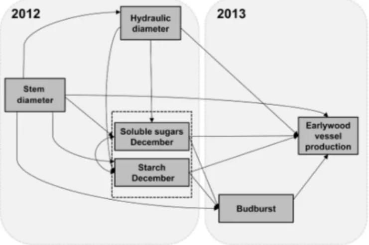 Figure 2. Structure of the hypothetical conceptual model showing interactions among stem diameter, hydraulic diameter in 2012,  sol-uble sugars and starch concentrations in December 2012, and  bud-burst date and earlywood vessel production in 2013.