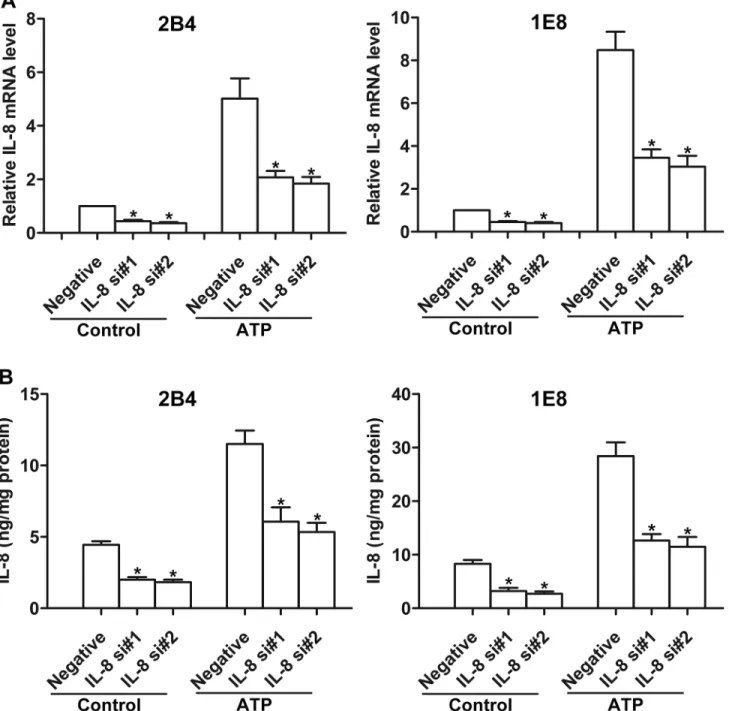 Fig 6. Effects of IL-8 siRNAs on ATP-mediated IL-8 production. 2B4 and 1E8 cells were transfected with two different IL-8 siRNAs (IL-8 si#1 and IL-8 si#2) or a control siRNA (Negative), respectively