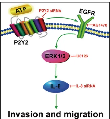 Fig 8. Diagram depicting the involvement of P2Y2-EGFR-ERK1/2 pathway and IL-8 upregulation in ATP-promoted invasion and migration of prostate cancer cells.