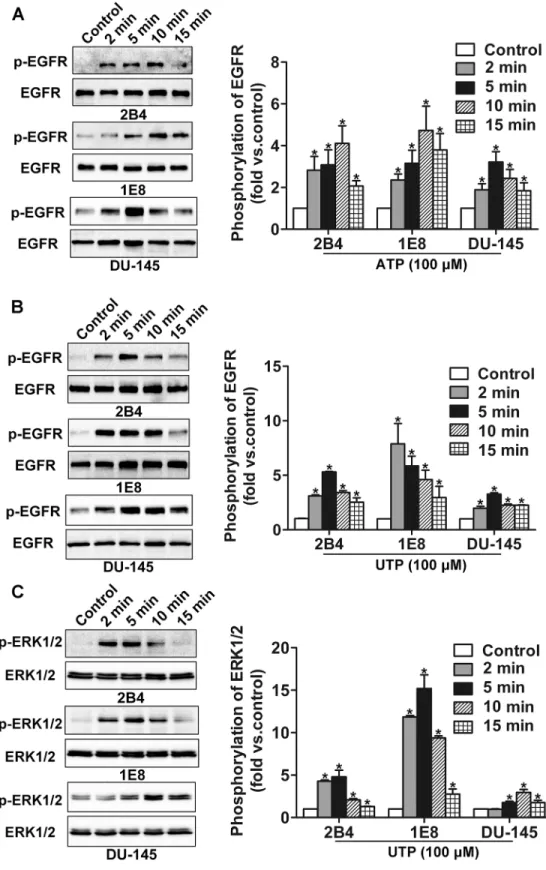 Fig 1. Phosphorylation of EGFR was detected after ATP or UTP treatment. (A) After treatment with 100 μM ATP, phosphorylation of EGFR was detected by western blotting
