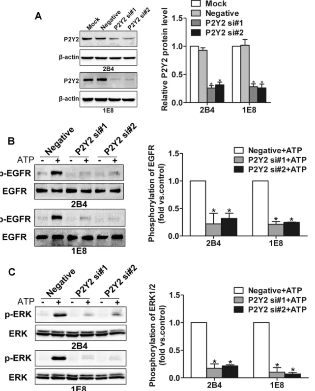Fig 2. Knockdown of P2Y2 receptor inhibited ATP-induced activation of EGFR and ERK1/2