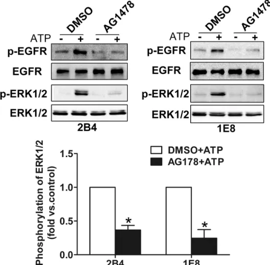Fig 3. ATP-induced activation of ERK1/2 was dependent on EGFR activation. After incubation with 100 nM AG1478 (EGFR inhibitor) for 30 min, 2B4 and 1E8 cells were treated with 100 μM ATP for 5 min.