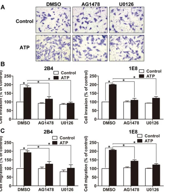Fig 4. Effects of EGFR and ERK1/2 activation on ATP-mediated invasion and migration of prostate cancer cells