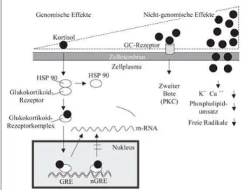 Abbildung 1:  Genomische und nicht-genomische Glukokortikoidwirkungen in Ab- Ab-hängigkeit von der Konzentration
