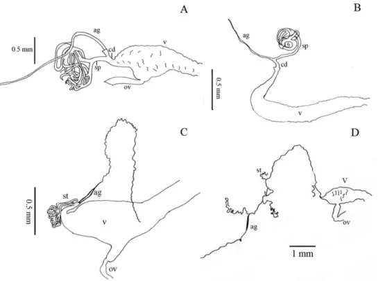 Figure 4. Internal morphological characters (female genitalia) representing the diferent morphological  types found in our sample of Helopini ag= accessory gland, sp= spermatheca, st= spermathecal tube(s),  cd= common duct of accessory gland and spermathec