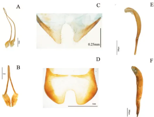 Figure 5. Internal morphological characters (male genitalia) representing the diferent morphological  types found in our sample of Helopini: A pleural rods of gastral spicula close only at the end (50:2),  representing the nalassoid type (Nabozhenko 2001b,