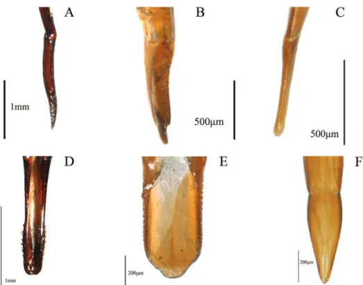 Figure 6. Aedeagal characters (male genitalia) representing the diferent morphological types found in or  sample of Helopini: A evident setae (57: 0) representing the helopiod type (Nabozhenko 2001b, 2002a,  2005), distributed over half of the parameres (5
