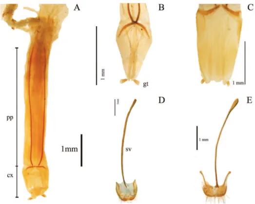 Figure 3. Internal morphological characters (female genitalia) in Helopini: A length of paraproct (pp)  three or more times length of coxite (cx) (39:0) illustrated from the ovipositor of Helops cisteloides Germar  B long gonostyles (gt) (37:1) with wide a