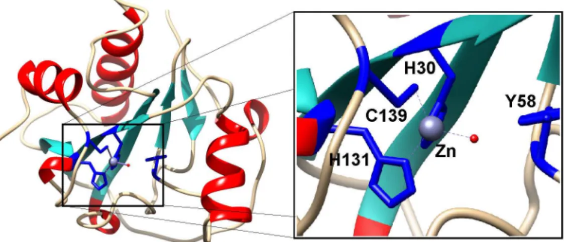 Fig 2. Structural model of Ts2631 endolysin. His30, Tyr58, His131, and Cys139, represented as blue sticks, are involved in Zn 2+ binding