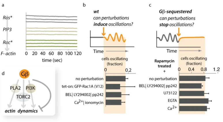 Fig 6. Gβ-mediated coupling bypasses established signaling pathways. (A) Signaling activities upstream of F-actin formation do not show global oscillations upon sequestration of Gβ
