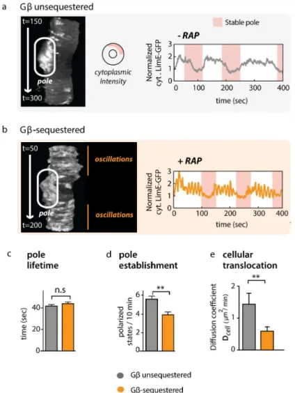 Fig 7. A hypercoupled cytoskeleton competes with establishment of cell polarity. (A) In Gβ unsequestered (wt) cells, phases of polarization, characterized by low cytoplasmic LimE-GFP intensity, alternate with apolar phases