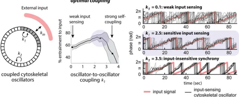 Fig 9. A mathematical model demonstrates that intermediate oscillator coupling is sufficient to increase sensitivity to noisy inputs