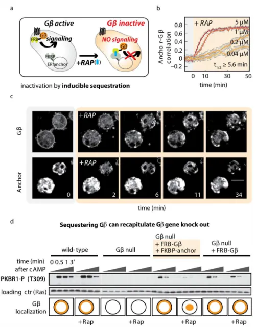 Fig 1. Inducible protein sequestration as a method to acutely inactivate Gβ. (A) Inducible sequestration can be exploited to inactivate a protein of interest