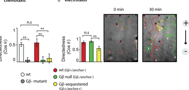 Fig 2. Gβ sequestration impairs directional migration. (A) Cells of the Gβ sequestration strain were incubated with rapamycin and exposed to a gradient of folate