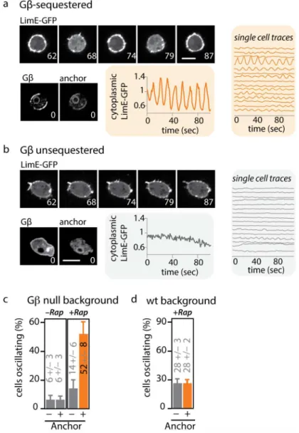 Fig 3. Acute Gβ sequestration leads to oscillations in cortical F-actin. (A) Acute sequestration of Gβ induces cytoplasmic oscillations of the F-actin reporter LimE-GFP