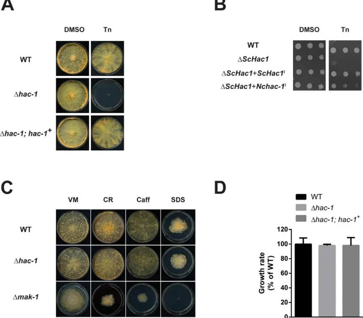 Fig 3. The hac-1 gene is necessary to cope with ER stress in N. crassa, but is dispensable for cell wall stress