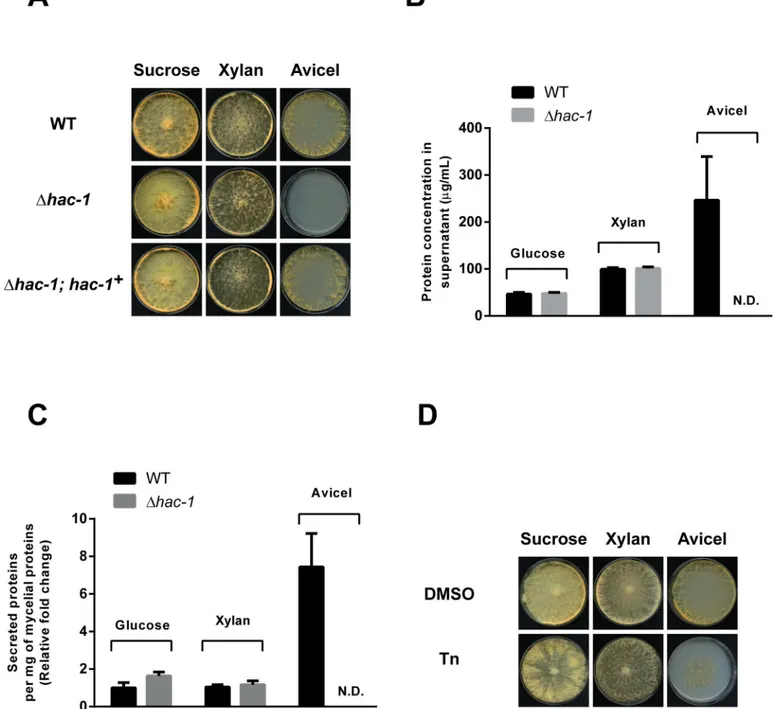 Fig 4. HAC-1 is required for growth on cellulose. A) Conidia from WT (FGSC #988), Δhac-1 and Δhac-1 complemented with a WT copy of hac-1 (Δhac-1;