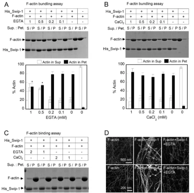 Fig. 8B summarizes the specific functions of each domain of swiprosin-1. Swiprosin-1 contains three actin-binding sites formed by amino acids 70–200 of swiprosin-1 (Fig