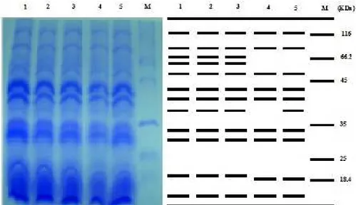 Figure 2. SDS-PAGE protein patterns of different rapeseed (Brassica napus L.) cultivars