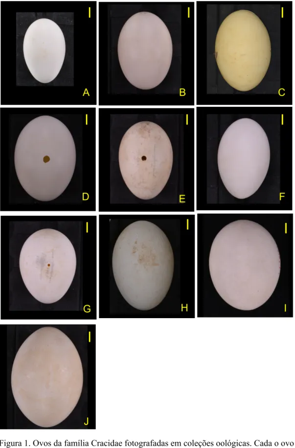 Figura 1. Ovos da família Cracidae fotografadas em coleções oológicas. Cada o ovo está 2 