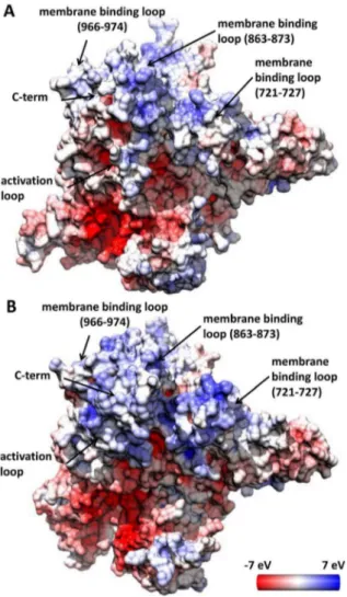 Figure 6. PI3Ka binding to PIP2-liposomes. Typical SPR senso- senso-grams depicting concentration dependent binding of WT p110a/p85a (A) and H1047R p110a(H1047R)/p85a (B) PI3Ka to liposomes