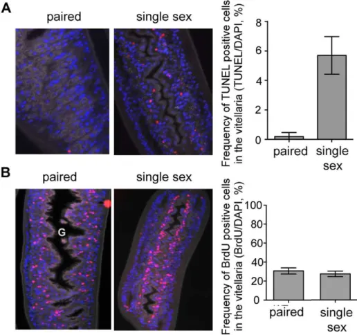 Figure 4. Viteline cells are proliferating in paired females and in unpaired females from single sex infections