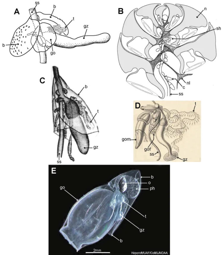 Figure 8. Calycophoran cormidia. A: Rosacea cymbiformis cormidium (after [6] fig. 2D); B
