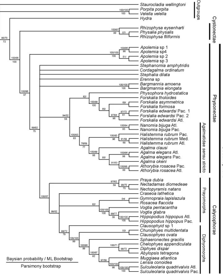 Figure 9. Molecular phylogeny of siphonophores from Dunn et al. (fig. 6 [10]). Consensus tree of all trees for the Bayesian analysis of the combined data set (from an initial 20 million trees)