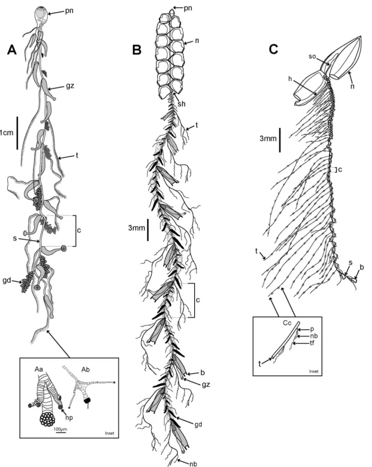 Figure 3. Three typical siphonophore body plans. A. Long-stemmed cystonect Rhizophysa eysenhardti (derived from [66] pl
