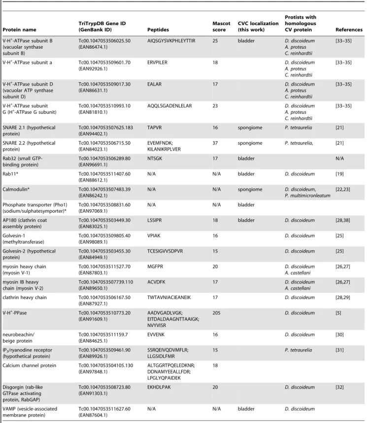 Table 1. Proteins identified as potentially present in the contractile vacuole complex, showing localizations confirmed in this study or in other organisms.