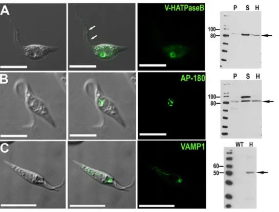 Figure 2. Fluorescence microscopy and western blot analysis of V-H + -ATPase subunit B-, AP180-, and VAMP1-GFP fusion proteins in live T