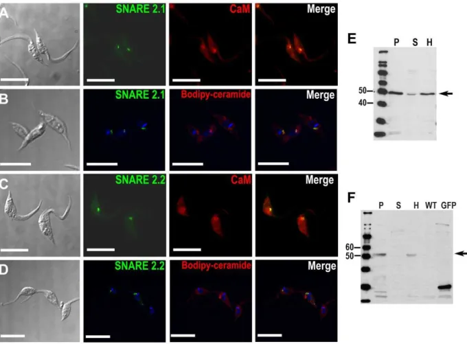 Figure 5. SNARE-GFP fusion proteins localize in the contractile vacuole spongiome. SNARE2.1-GFP co-localizes with calmodulin (CaM) (A) and BODIPY-ceramide (B)
