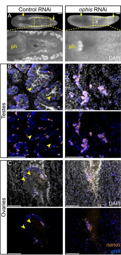 Fig 5. ophis is required for male and female germ cell differentiation. (A) Whole-mount DAPI staining of control and ophis(RNAi) worms shows testes (yellow arrows) and stored sperm (inset)