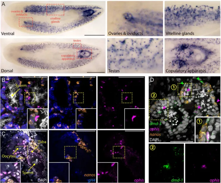 Fig 6. ophis is expressed in the somatic gonadal niche. (A) Colorimetric ISH shows expression of ophis in somatic reproductive structures.