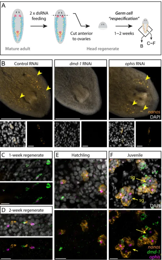 Fig 7. Somatic dmd-1 + /ophis + cells facilitate testis regeneration and development in planarians