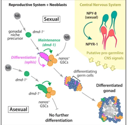 Fig 8. Schematic of the developmental mechanisms involved in planarian testis formation