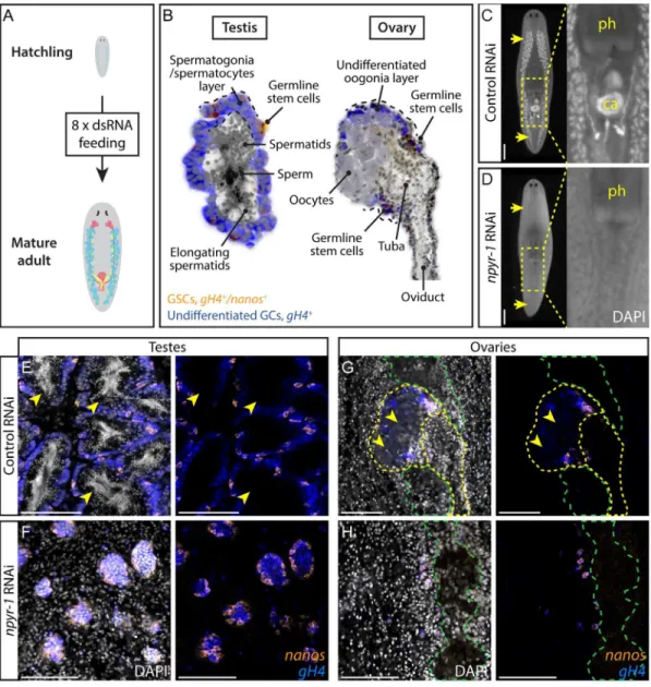 Fig 2. NPY receptor npyr-1 is required for germ cell maturation. (A) Post-embryonic development RNAi paradigm used to determine the function of genes during normal planarian growth