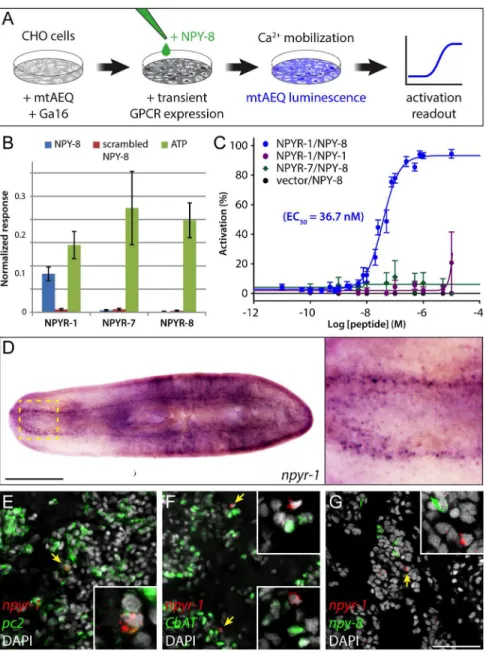 Fig 3. NPY-8 targets npyr-1 + neuroendocrine cells in the CNS. (A) Schematic of receptor-activation assay performed in CHO/mtAEQ/G16 cells