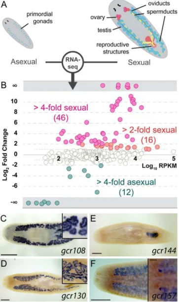 Fig 4. A subset of planarian GPCRs is enriched in reproductive tissues. (A) Schematic of the reproductive system in the two biotypes of S