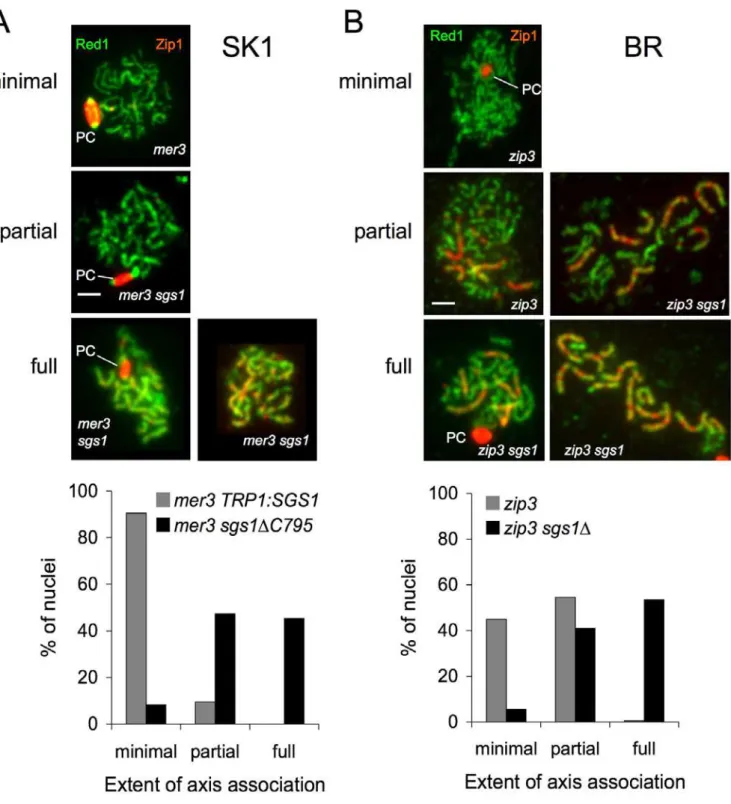 Figure 4. Sgs1 Prevents AA in mer3 D and zip3 D Mutants