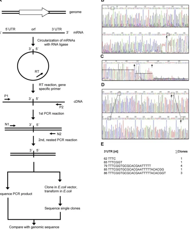 Figure 1. Determination of 59- and 39-Ends of Haloarchaeal Transcripts