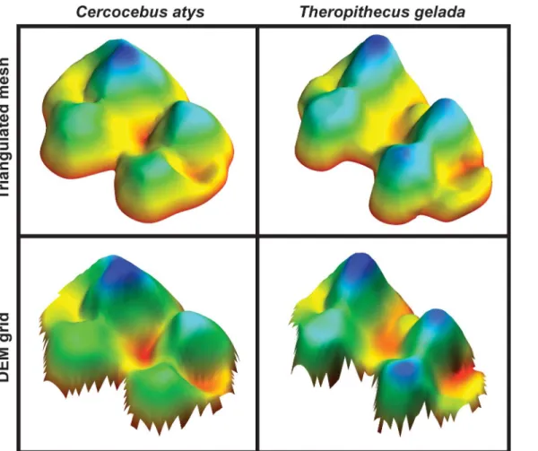 Fig 3. Comparison of triangulated mesh and DEM grid formats of second mandibular molar tooth surfaces for species Cercocebus atys and Theropithecus gelada