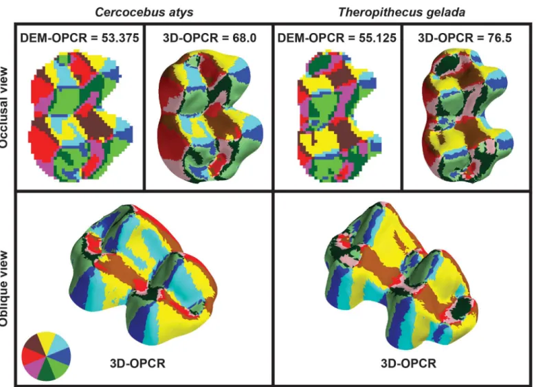 Fig 5. Results of DEM-OPCR and 3D-OPCR algorithms applied to molar tooth surfaces from Fig 3