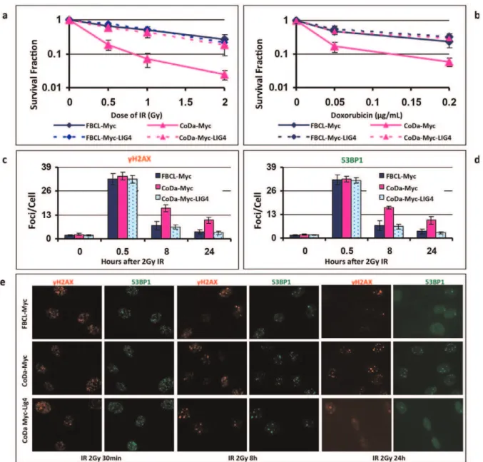 Figure 9. Expression of wild type LIG4 complements the cellular sensitivity of CoDa cells to DNA damage agents and rescues DSB repair defect