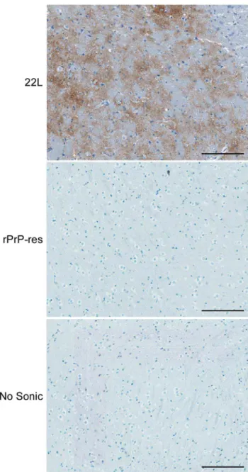 Figure 4. Lack of spongiform change and PrP Sc in C57Bl/10 mice inoculated with rPrP-res