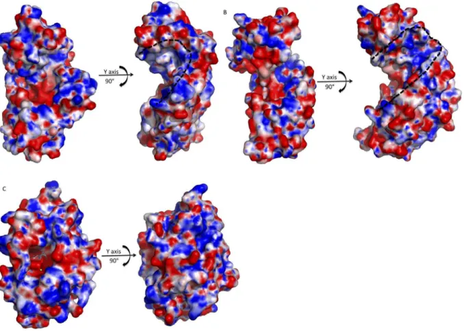 Figure S1 Sequence alignment of the L N-terminal endonuclease domain of segmented negative-stranded RNA viruses of three families