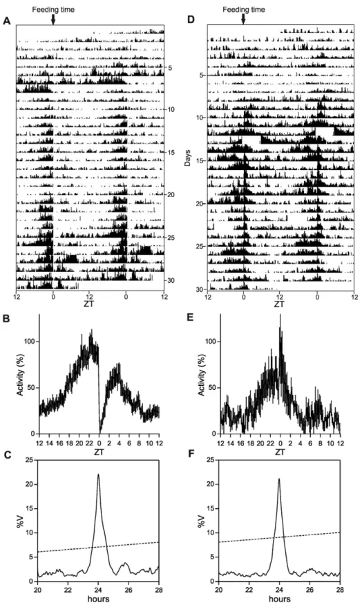 Figure 3. Behavioral entrainment by periodic food availability. Representative actograms of zebrafish (A) and cavefish (D) maintained under constant darkness and fed once a day at a fixed time (ZT = 0)