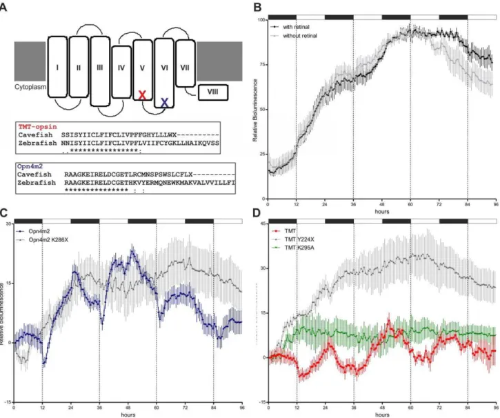 Figure 7. Rescue of light-induced gene expression in cavefish. (A) Schematic representation of the seven transmembrane domains of a generic opsin protein