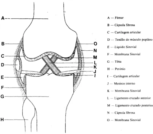 Fig. 1 — Diagrama esquemático de um corte frontal do joelho (adaptado de &#34;Bones and  Joints&#34;, Christine Gunn, Churchill Livingstone, 1984)